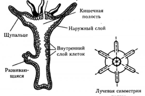 Как вернуть аккаунт кракен